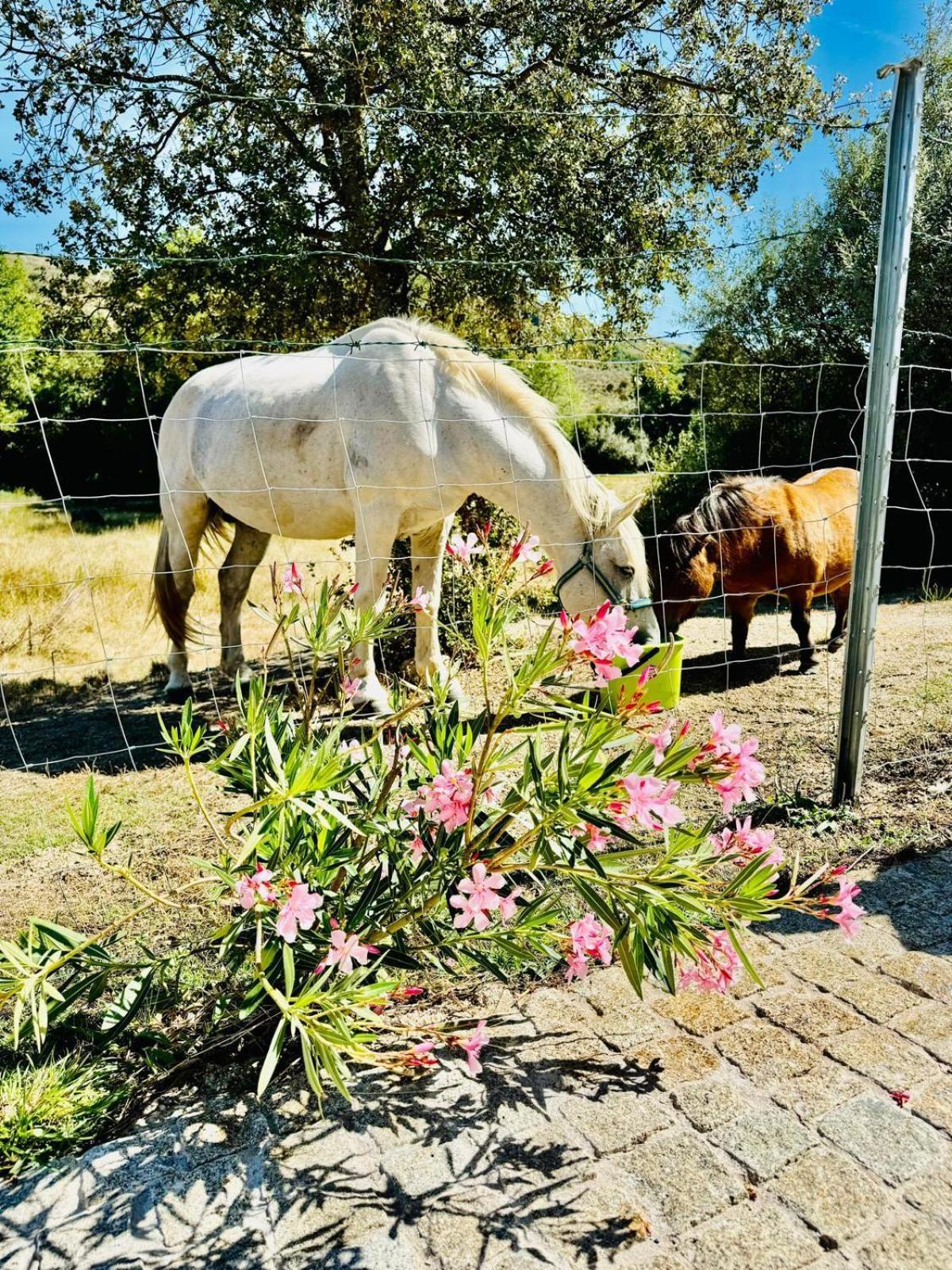 Quinta Vale Da Prata Villa Celorico da Beira Kültér fotó